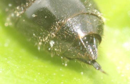 Mimumesa dahlbomi